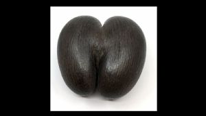 Cocco di Mare Coco fesse: ???????? ???? ? ??????????? ????????